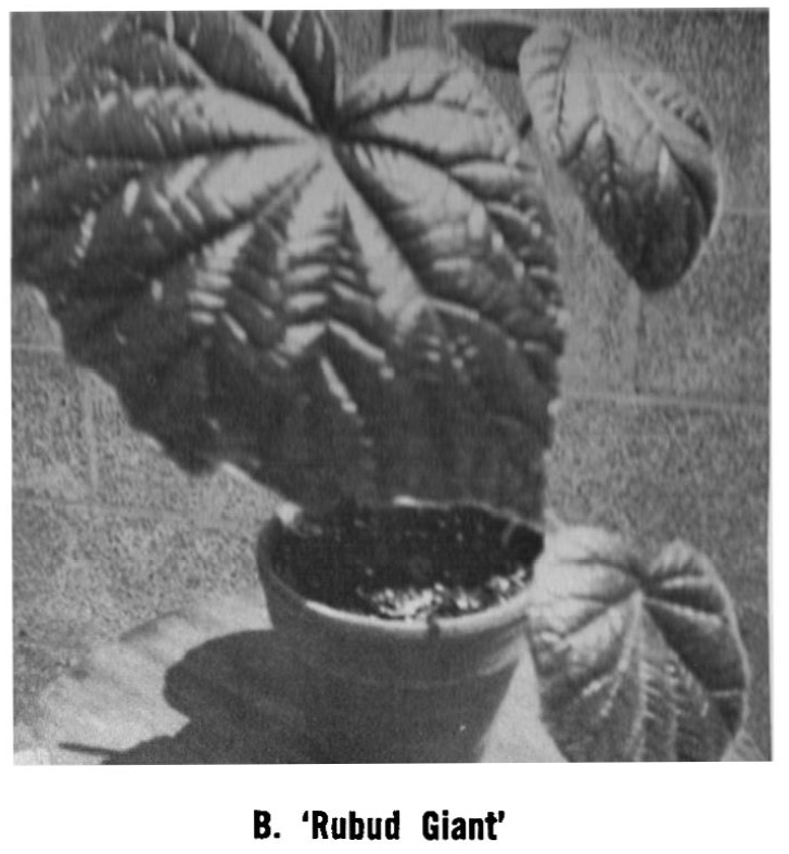 B. ‘Rubud Giant’